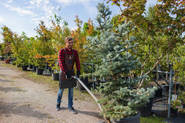 How Our Tree Care Process Works  in Denton, NC